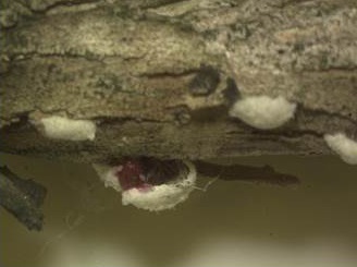 Azalea scale — pink eggs under protective cottony covering.