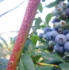 Putnam scale on new growth.