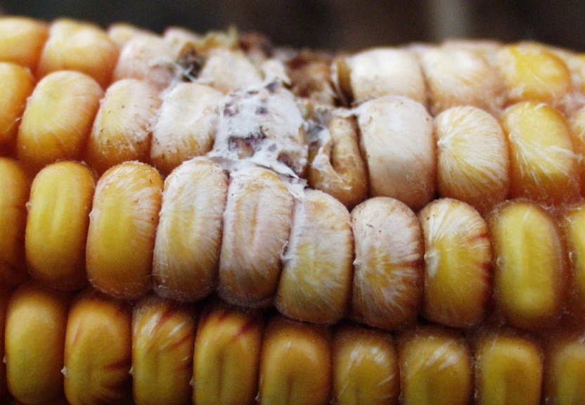 Fusarium ear rot.