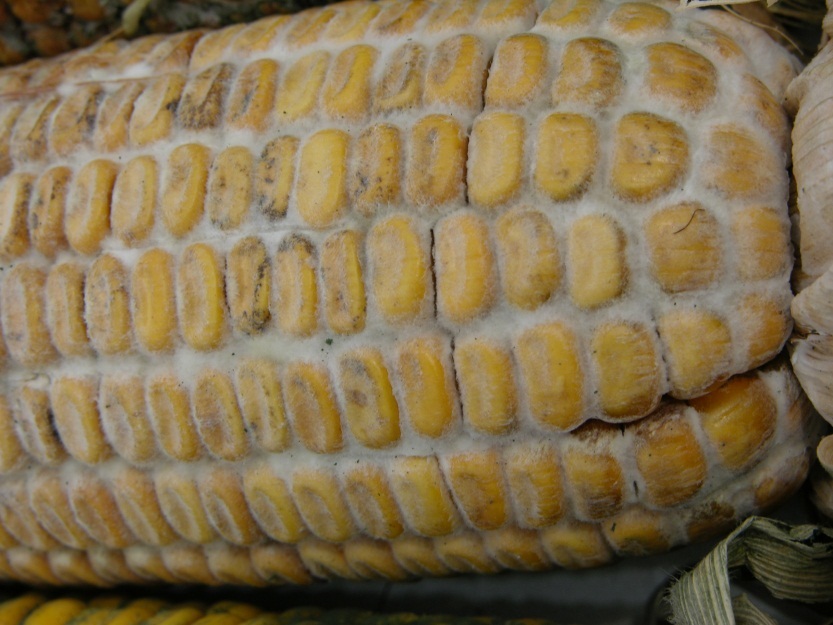 Diplodia ear rot.