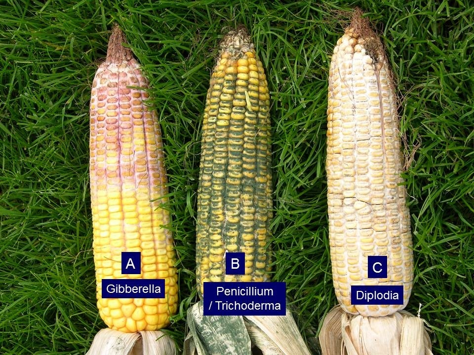 Gibberella, penicillium/trichoderma and diplodia ear rot.