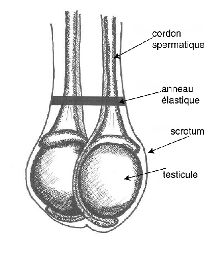 La castration des veaux