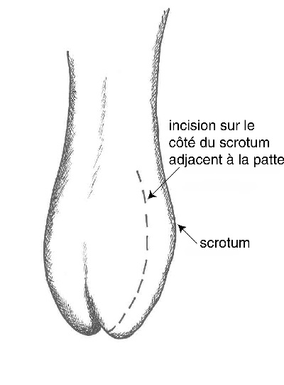 La castration des veaux