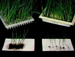 Les plants démarrés en multicellules et transplantés par procédé mécanique nécessitent moins de main-d'oeuvre et ont une grosseur plus uniforme que les plants repiqués à racines nues.