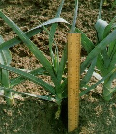 Les plants de poireaux buttés donnent une plus grande récolte de fûts blancs de qualité supérieure.