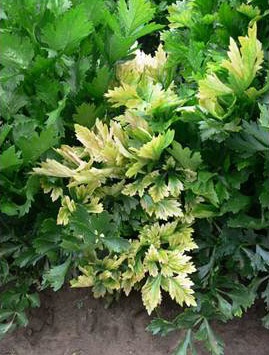 Les symptômes de la jaunisse de l'aster dans le céleri incluent des plants rabougris ou des feuilles qui jaunissent avec des nervures vertes.