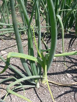 Les plants d'oignon infectés par la jaunisse de l'aster semblent rabougris avec les feuilles intérieures de couleur jaune ou vert pâle.