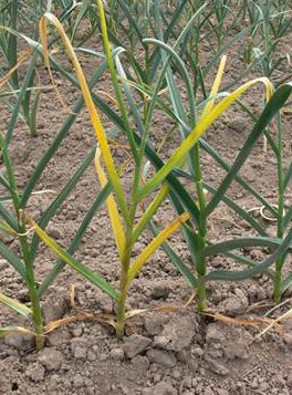 L'ail atteint de la jaunisse de l'aster affiche des feuilles d'un jaune clair qui sont souvent situées au milieu de la plante.