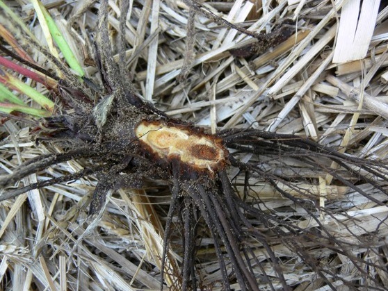Pourriture spongieuse rouge-brun foncé à l'intérieur du collet d'un plant de fraises atteint de pourriture du collet causée par Phytophthora. Les racines attachées au collet infecté sont noires au point d'attache.