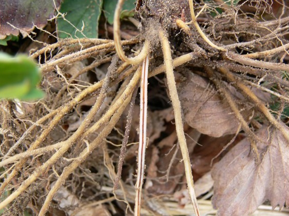 Le tissu vasculaire (parfois appelé stèle) des racines infectées par la stèle rouge est rouge sang et une coupe transversale révélera un tissu blanc externe.