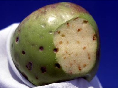 Symptôme de la tache amère sur des pommes.