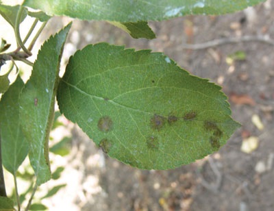 Les lésions fraîches de la tavelure du pommier ont un aspect velouté, vont du brun au vert olive et ont un contour diffus.