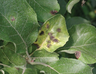 Avec le temps, les lésions vert olive de la tavelure deviennent brun foncé ou noires.