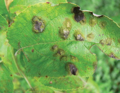 Les lésions sur les feuilles plus vieilles sont surélevées, vont du vert foncé au gris-brun et ont des contours définis.