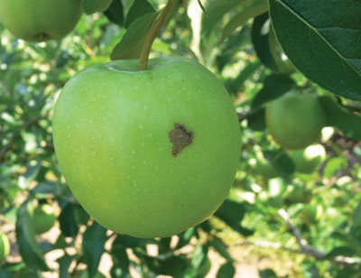 Petite lésion de tavelure sur un fruit.