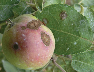 Les fruits infectés par la tavelure alors qu'ils ne sont pas encore parvenus à maturité deviennent difformes et fissurés.