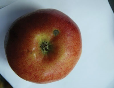 Les infections des fruits qui se produisent vers la fin de l'été peuvent passer inaperçues au moment de la cueillette, mais elles se traduiront par l'apparition en cours d'entreposage, de lésions de la tavelure mouchetée.