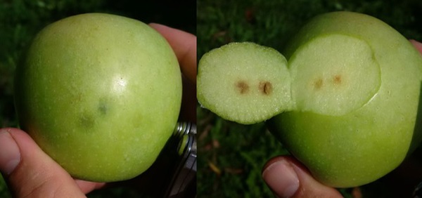 Early stink bug injury (external and internal).