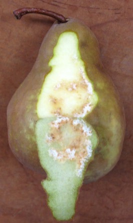 Internal injury in pear.