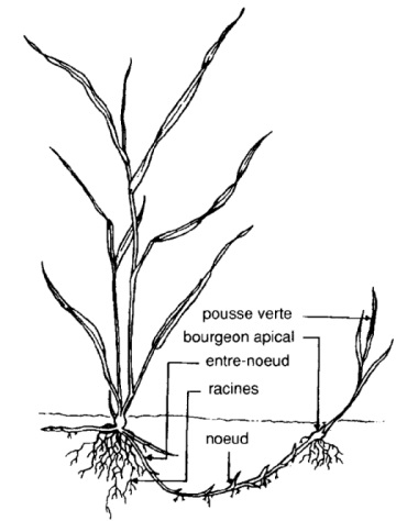 Dessin d'un plant de chiendent montrant la croissance horizontale du rhizome.