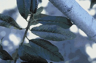 Réseaux jaunâtres et décoloration des nervures sur des feuilles de pêcher infectées.