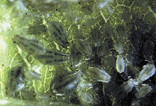 Colonie de pucerons verts du pêcher.