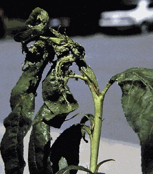 Dommages causés par les piqûres de nutrition du puceron vert du pêcher sur les feuilles d'un jeune pêcher.