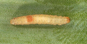 Leek moth larva