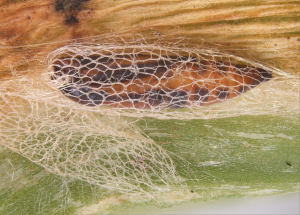 Close up of a pupa within its mesh cocoon