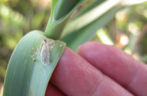 Pupa on a garlic leaf