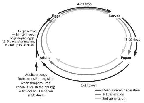 Adults emerge from overwintering sites when temperatures reach 9.5?C in the spring. Emerged adults begin mating within 24 hours and start laying eggs 2-6 days after mating. Females can lay eggs up to 28 days from first emergence. Eggs hatch within 4-11 days, depending on daily temperatures. Hatched larvae mature through five life stages between 11 and 23 days at which time they will pupate on plants, emerging as adults 12 and 21 days later.