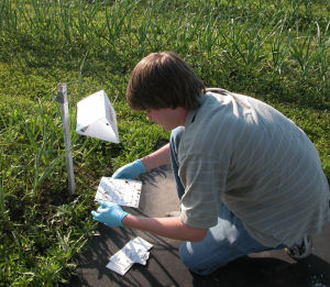 Leek moth pheromone trap