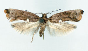 Carrion-flower moth adult