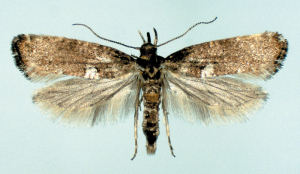 Leek moth adult