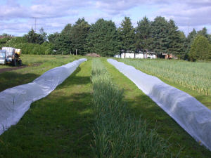 Row covers installed over garlic rows