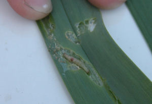 Garlic damage and feeding larva