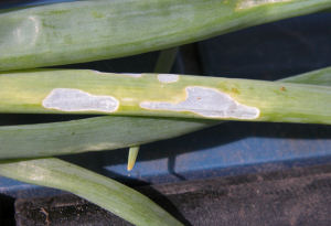 "Window" damage on Onion an leaf