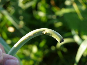 Entry hole with subsurface tunnelling on a garlic scape.