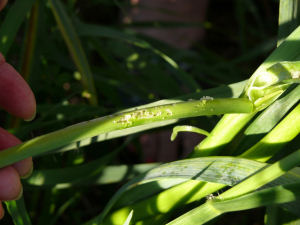 Frass and damage to garlic plant