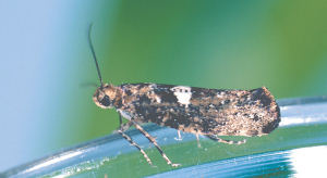 Adult moth at rest (side view). 