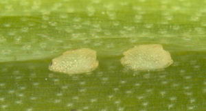 Magnified leek moth eggs