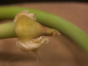 Leek moth eggs on a garlic umbrel