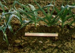 In-row spacing is important to maintain uniform sizes till maturity.
