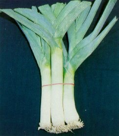 Uniformity of bunches is more critical than physical size in a bunch.