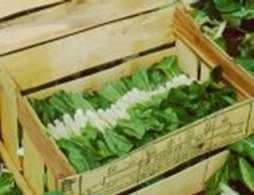 Pak-choï à fleurs