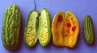 Melon amer