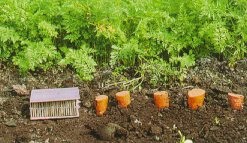 Méthodes de dépistage des populations du charançon de la carotte: à gauche, piège en plaquettes de bois; à droite, rondelles de carottes.