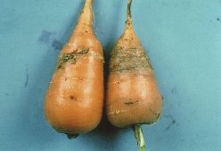 Galeries creusées par la mouche de la carotte; elles se trouvent dans les deux tiers inférieurs de la racine.