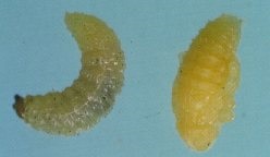 À gauche, pupe du charançon de la carotte; à droite, la larve.