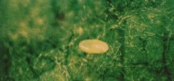 Oeuf d'Hemerobius.